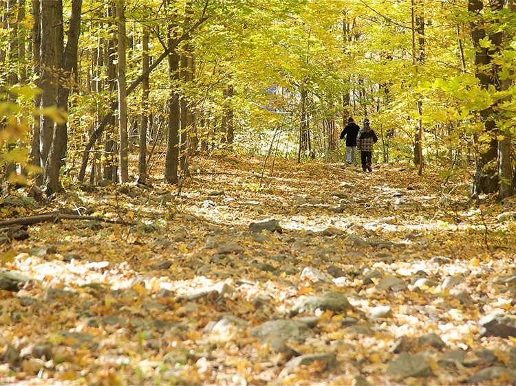 Festival des couleurs de Rigaud