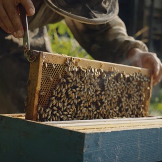 Le fascinant monde de l’apiculture