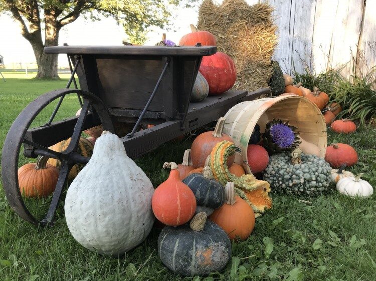 Autocueillette Courges et Citrouilles – Ferme La Fille du Roy