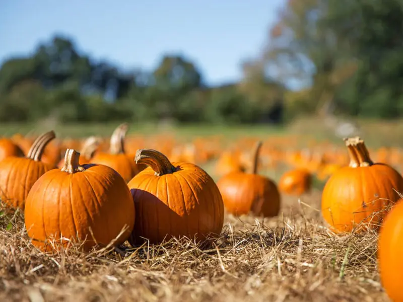 Autocueillette de citrouilles – Ferme Reid